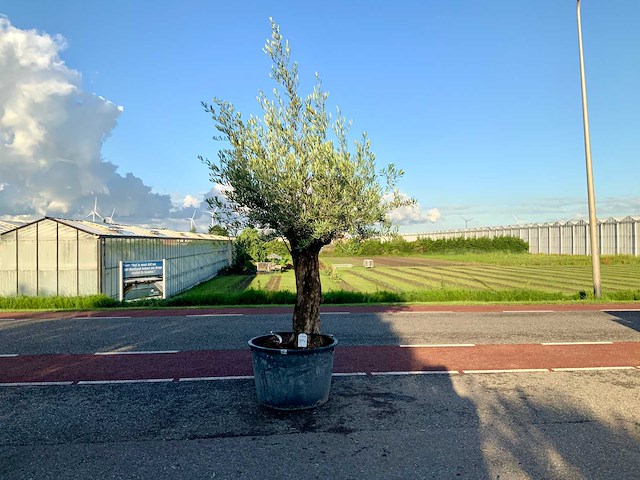 Olijfboom (olea europaea lessini) - afbeelding 1 van  1