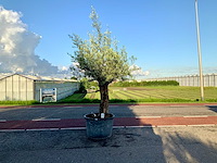 Olijfboom (olea europaea lessini) - afbeelding 1 van  1