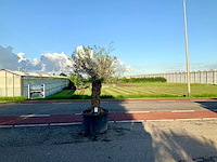 Olijfboom (olea europaea lessini) - afbeelding 1 van  1