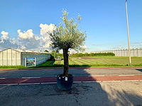 Olijfboom (olea europaea lessini) - afbeelding 1 van  1