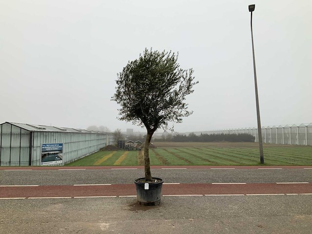 Olijfboom (olea europaea lessini) - afbeelding 1 van  1