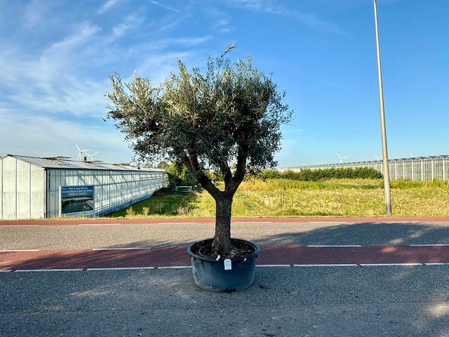Olijfboom (olea europaea lessini) - afbeelding 1 van  1