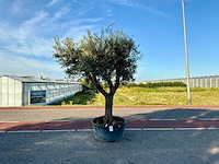 Olijfboom (olea europaea lessini) - afbeelding 1 van  1