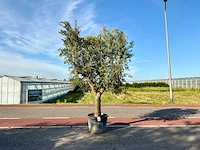 Olijfboom (olea europaea lessini) - afbeelding 1 van  1