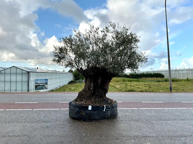 Olijfboom (olea europaea lessini) - afbeelding 1 van  1