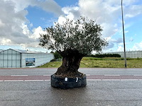 Olijfboom (olea europaea lessini) - afbeelding 1 van  1