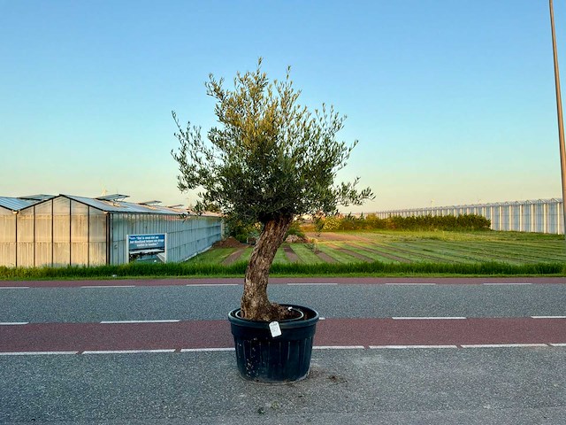 Olijfboom (olea europaea lessini) - afbeelding 1 van  1