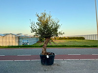 Olijfboom (olea europaea lessini) - afbeelding 1 van  1