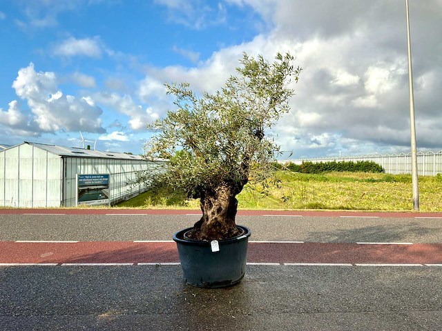 Olijfboom (olea europaea lessini) - afbeelding 1 van  1