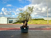 Olijfboom (olea europaea lessini) - afbeelding 1 van  1