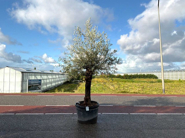Olijfboom (olea europaea lessini) - afbeelding 1 van  1