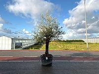 Olijfboom (olea europaea lessini) - afbeelding 1 van  1