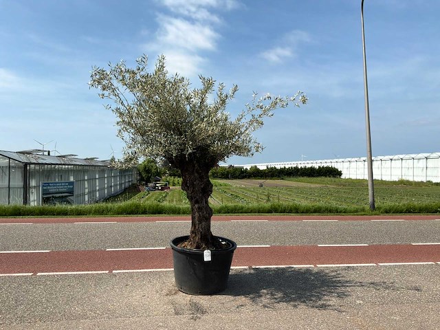 Olijfboom (olea europaea lessini) - afbeelding 1 van  1