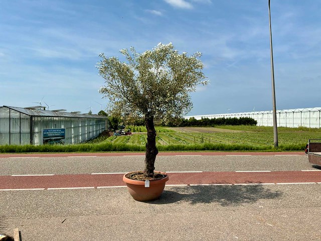 Olijfboom (olea europaea lessini) - afbeelding 1 van  1