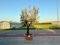 Olijfboom (olea europaea lessini) - afbeelding 1 van  1