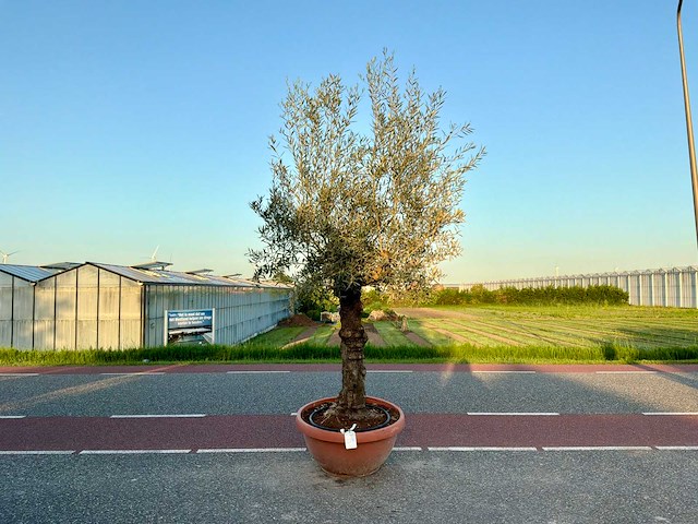 Olijfboom (olea europaea lessini) - afbeelding 1 van  1