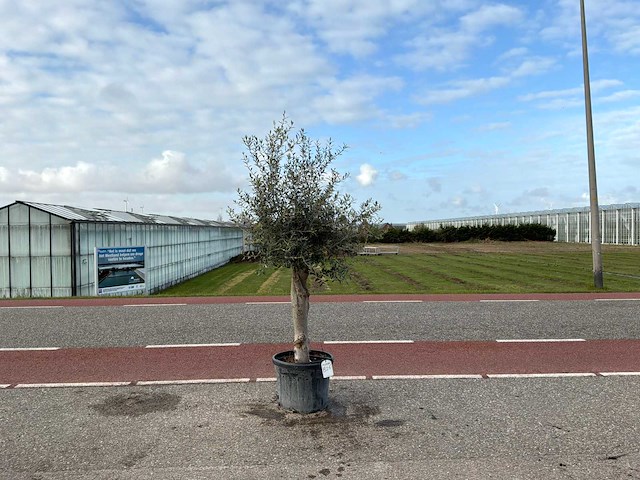 Olijfboom (olea europaea lessini) - afbeelding 1 van  1