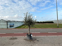 Olijfboom (olea europaea lessini) - afbeelding 1 van  1