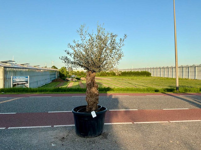 Olijfboom (olea europaea lessini) - afbeelding 1 van  1