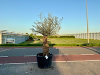 Olijfboom (olea europaea lessini) - afbeelding 1 van  1