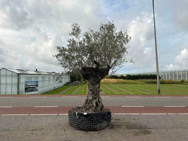 Olijfboom (olea europaea lessini) - afbeelding 1 van  1
