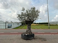 Olijfboom (olea europaea lessini)