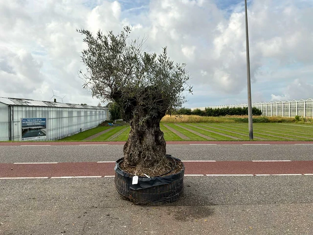 Olijfboom (olea europaea lessini) - afbeelding 1 van  1