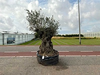 Olijfboom (olea europaea lessini)