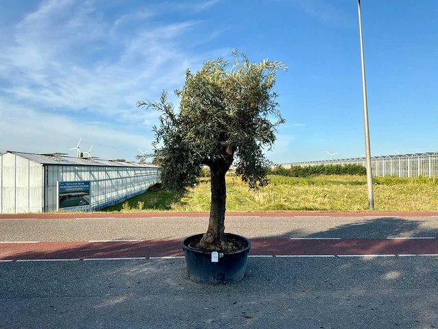 Olijfboom (olea europaea lessini) - afbeelding 1 van  1