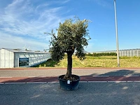 Olijfboom (olea europaea lessini)