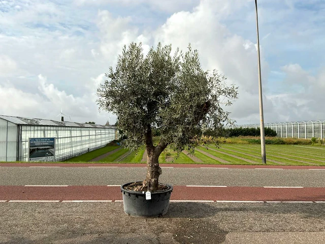 Olijfboom (olea europaea lessini) - afbeelding 1 van  1