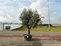 Olijfboom (olea europaea lessini)