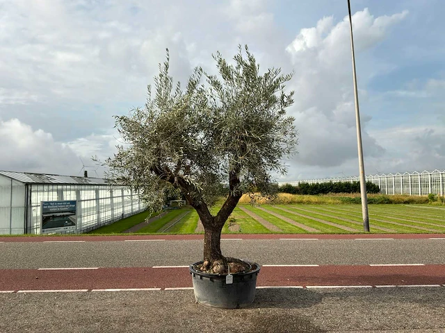 Olijfboom (olea europaea lessini) - afbeelding 1 van  1
