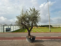 Olijfboom (olea europaea lessini)