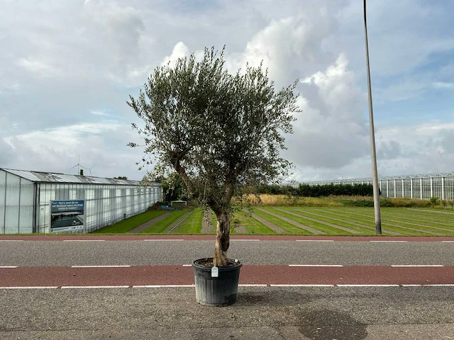 Olijfboom (olea europaea lessini) - afbeelding 1 van  1