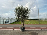 Olijfboom (olea europaea lessini)