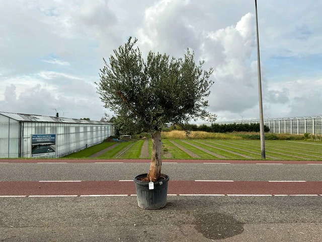 Olijfboom (olea europaea lessini) - afbeelding 1 van  1