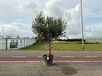 Olijfboom (olea europaea lessini)