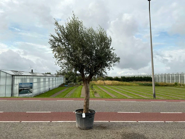 Olijfboom (olea europaea lessini) - afbeelding 1 van  1