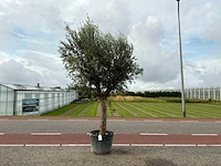 Olijfboom (olea europaea lessini)