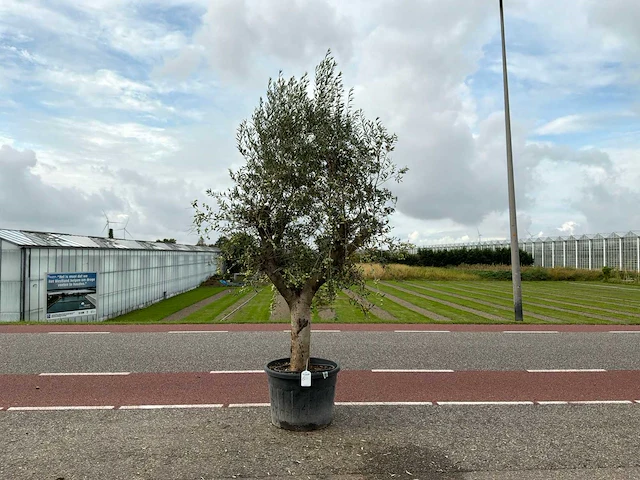 Olijfboom (olea europaea lessini) - afbeelding 1 van  1