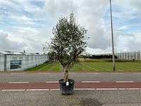 Olijfboom (olea europaea lessini)