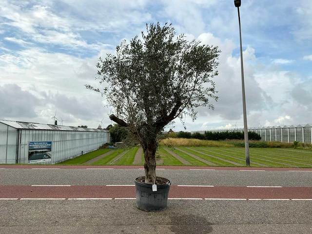 Olijfboom (olea europaea lessini) - afbeelding 1 van  1