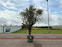 Olijfboom (olea europaea lessini)