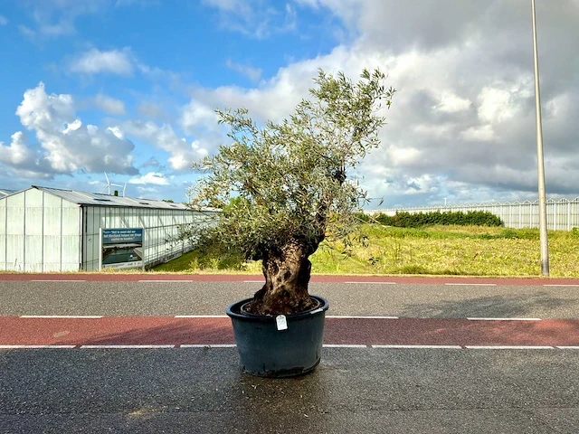 Olijfboom (olea europaea lessini) - afbeelding 1 van  1