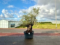 Olijfboom (olea europaea lessini)