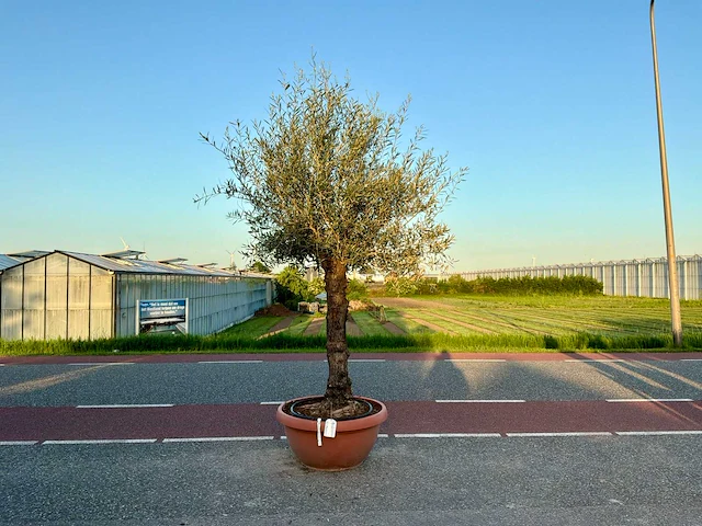 Olijfboom (olea europaea lessini) - afbeelding 1 van  1