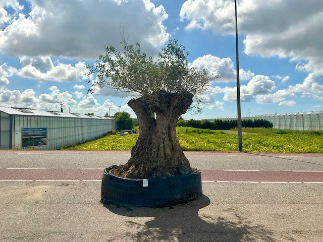 Olijfboom (olea europaea lessini) - afbeelding 1 van  1