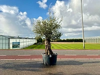Olijfboom (olea europaea lessini)