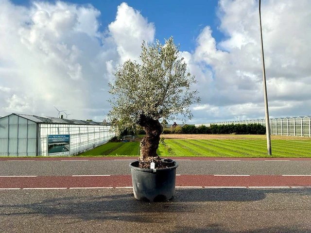 Olijfboom (olea europaea lessini) - afbeelding 1 van  1